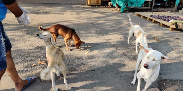 IMG-20200414-WA0029[1]