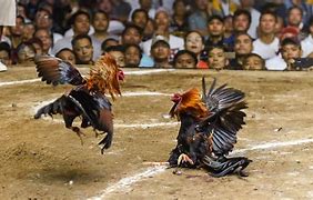 आंध्र प्रदेश में मुर्गों की लड़ाई पर रोक